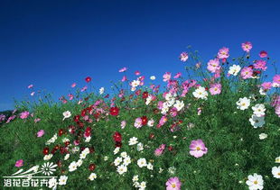 波斯菊、 虞美人：花期时间长，花色丰富