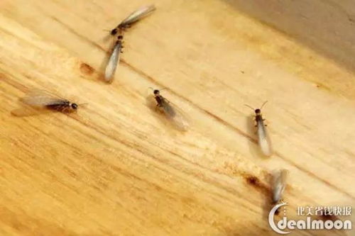 第一步：熏蒸法