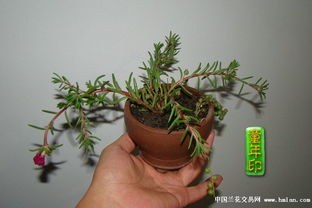 水肥失调的解决方法