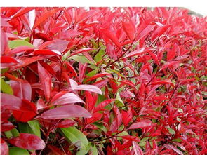 扦插时间选择彳艮重要