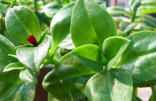田七与三七是同一种植物吗？图片对比揭示真相