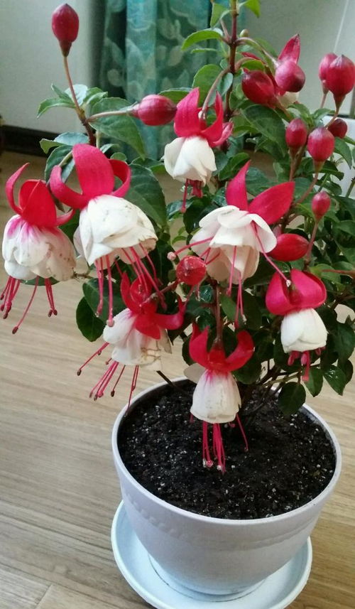 灯笼花的花期有多长，需要怎么养护才能延长开花时间