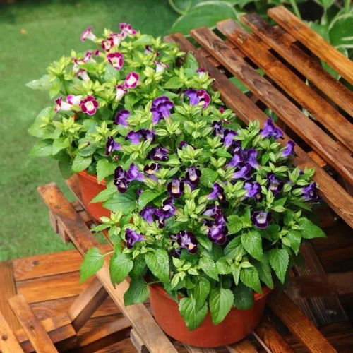 木香花喜光照，土壤排水好