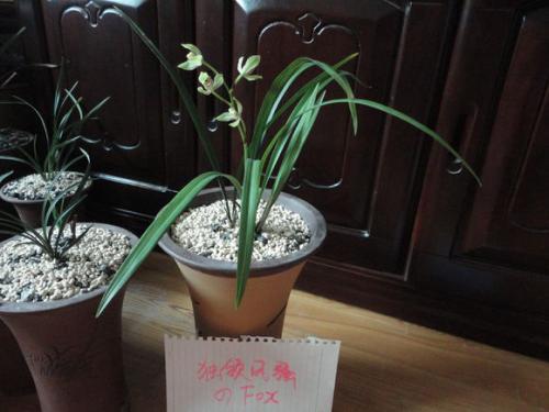 君子兰的象征意义究竟是什么？它如何体现其深厚的文化内涵与独特的美学价值