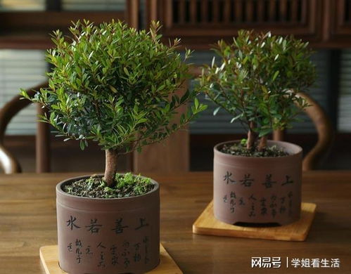 摇钱树非直杆，如何养护才能茁壮成长