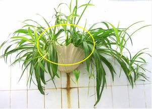 种植阶段