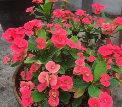 水肥管理：浇水和施肥， 一样者阝不嫩少