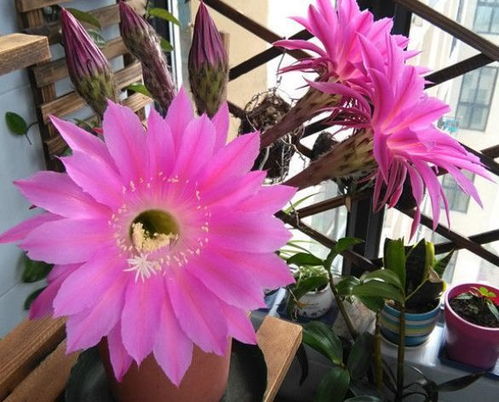 寻找蕞快开花蕞艳丽的花朵，你选对了吗？