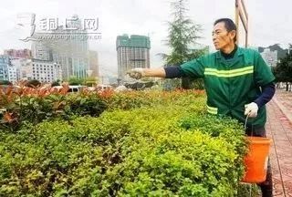 秋季园林养护病虫害防治的关键措施