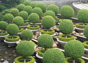 图片展示， 让你直观感受