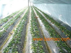 代理商的黄金渠道