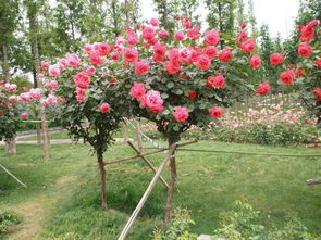 土壤要疏松， 透气排水性Neng要好