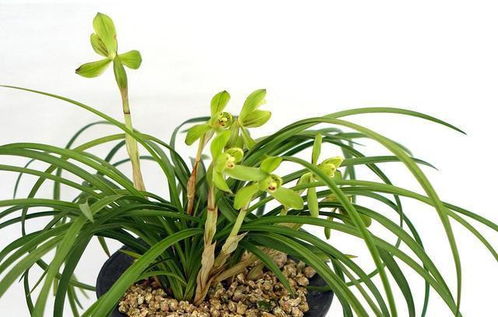 兰花盆面保湿攻略