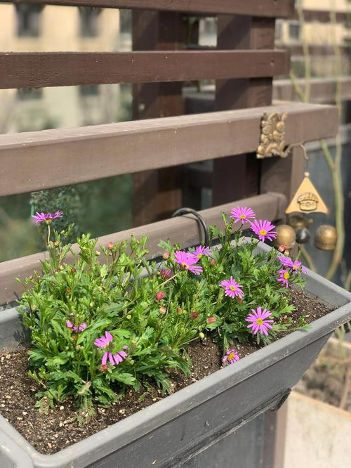 十月份的草花品种