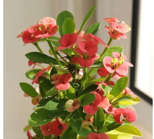 垂筒花：懒人园艺者的福音