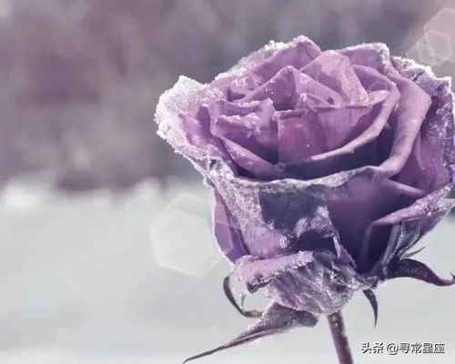 玫瑰花的实用价值