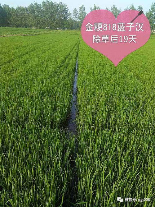金粳818专用除草剂：强力除草的秘诀？