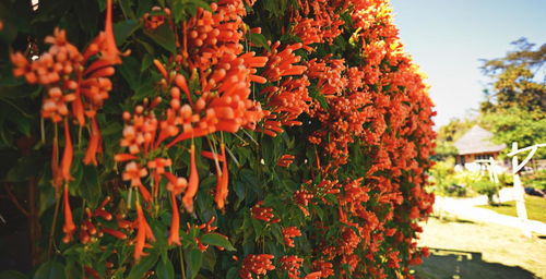 院子里的花墙， 美丽又耐寒的秘诀