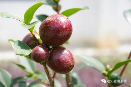 红花茶油：揭秘其神奇功效与健康益处