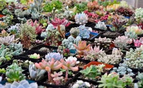 容易上色多肉推荐