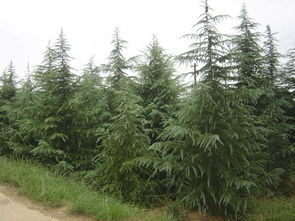 移植过程， 就像搬家一样