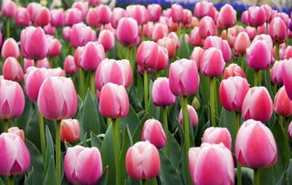 浓郁花香， 粉红花朵，贝利西莫妈妈月季的魅力在哪里？