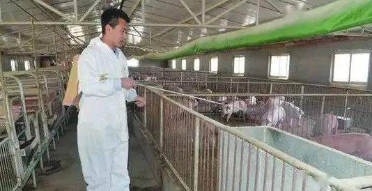 夏季养猪应对高温策略