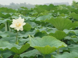 淮阳龙湖， 万亩荷花香满园