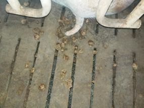 夏季热应激成猪场难题？这三招解决办法