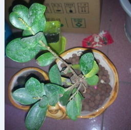 鹅掌木叶子大量掉落怎么办？如何有效处理鹅掌木叶子脱落问题