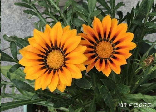 盆栽栀子花养护指南：掌握浇水、光照、施肥技巧