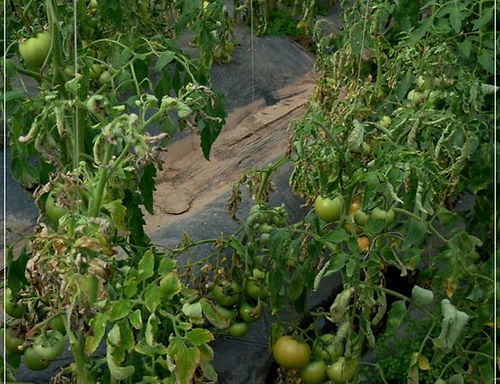 北方冬暖式大棚中番茄根腐病日益严重