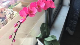 “园艺达人推荐的12种花卉，你最喜欢哪一种