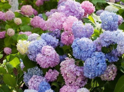 绣球花一般在什么季节开放，观赏绣球花的花期是多久呢