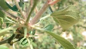 苹果开花期（3