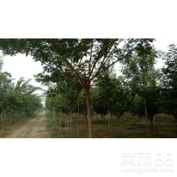 597苗木网， 信息全