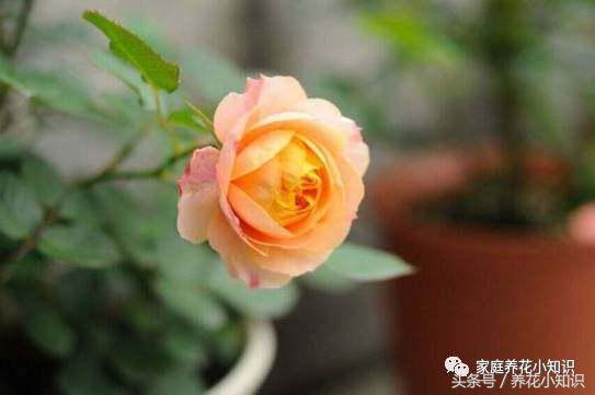 5、阳台果汁月季