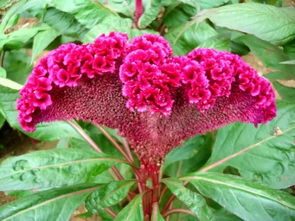 春天里的秘密花园