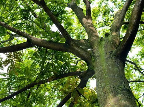 春栽的关键：地温回升至8℃