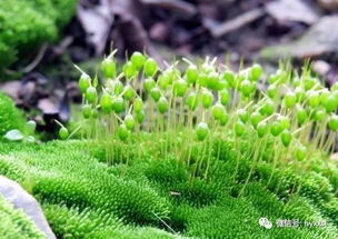 青苔对花卉的影响
