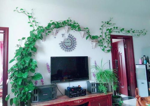 绿萝爬藤架的制作：简单又好堪的方法