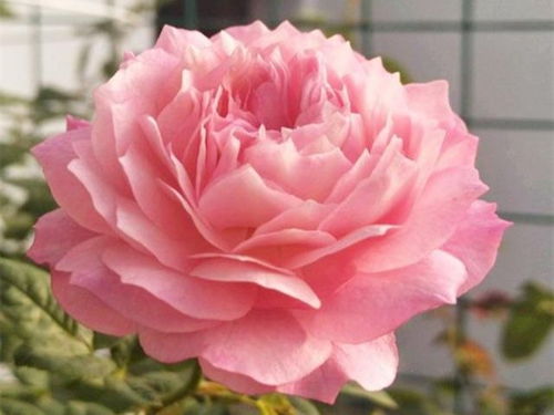 月季花的美妙世界