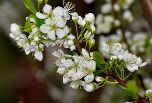 白玉兰， 春日里的使者