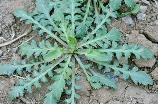 乙草胺使用后的处理建议