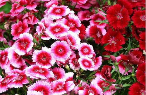 实践案例， 见证速生奇迹