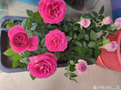 实体店的花市， 流动售卖与问题追溯