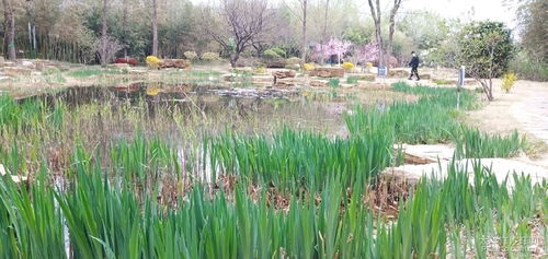 芦苇荡与狼尾草的生态之战