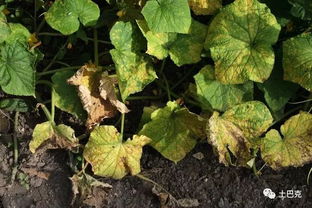 己唑醇杀菌剂：不同作物病害用量标准差异揭秘