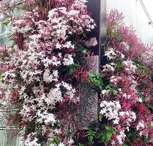 一、 多花素馨肥料的选择