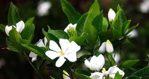 换盆要选好时机， 新土要腐熟松针垫底